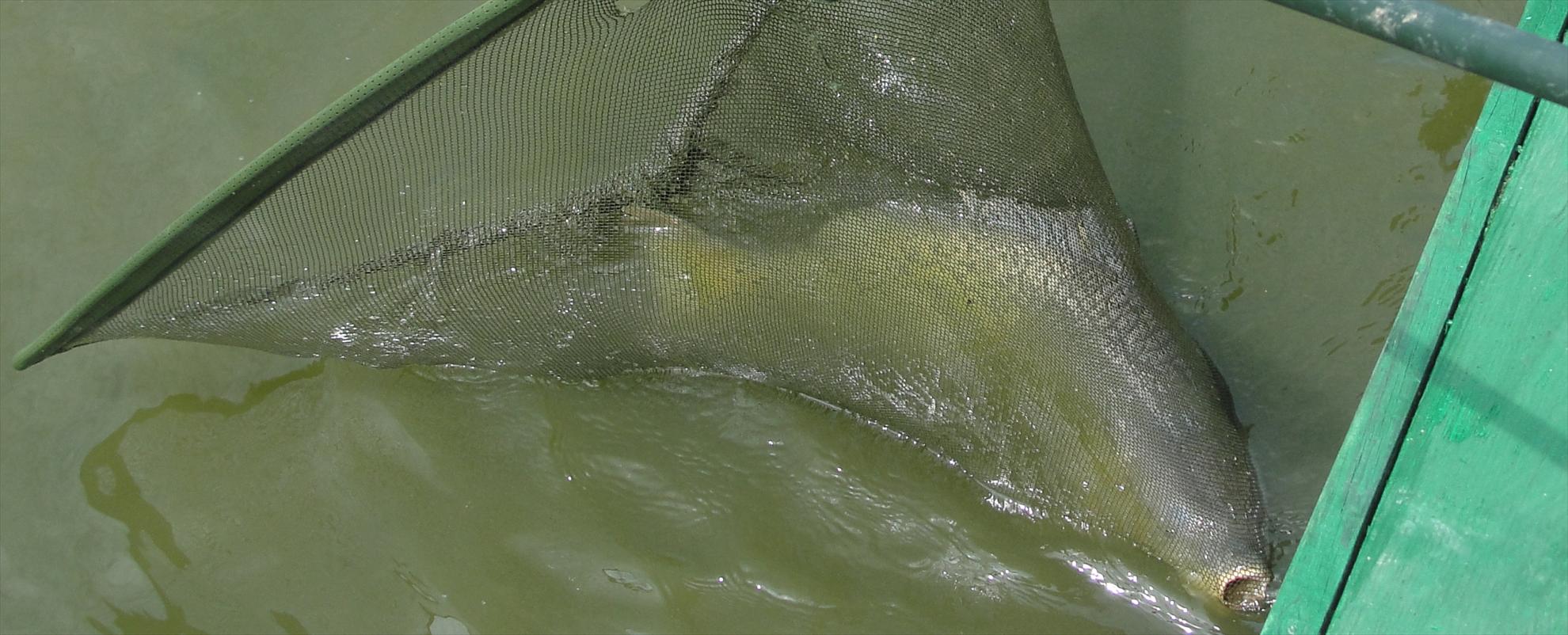 Moara Vlasiei 2 9 - 9 iun. - :)